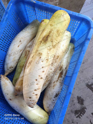 Mooli Peeler Automatische Schälmaschine für die Lebensmittelverarbeitungsindustrie und Daikon Rettich