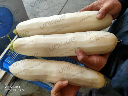Mooli Peeler Automatische Schälmaschine für die Lebensmittelverarbeitungsindustrie und Daikon Rettich