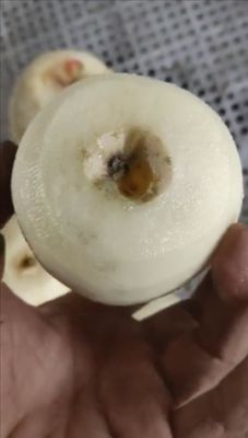 500 KG vollautomatische Industrie-Frucht-Apfel-Pier-Kiwi-Frucht-Schäl- und -Kernmaschine für 2022