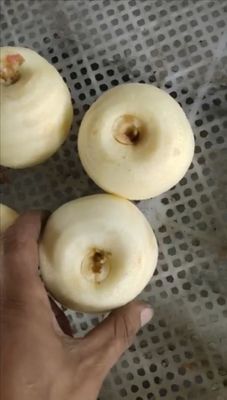 500 KG vollautomatische Industrie-Frucht-Apfel-Pier-Kiwi-Frucht-Schäl- und -Kernmaschine für 2022