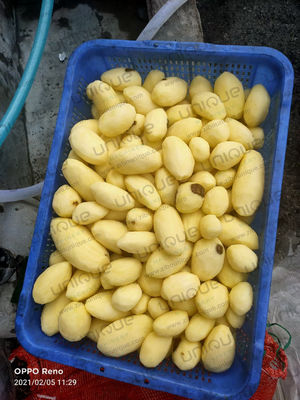 220V/380V/Maßgeschneiderte kommerzielle Gemüsepellermaschine für Wurzelgemüse Elektrisch