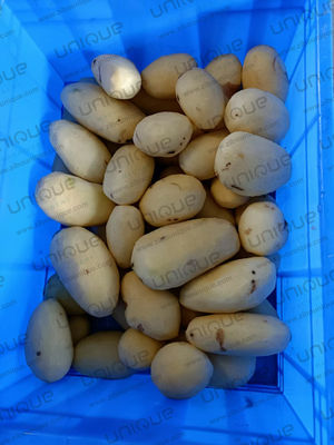 220V/380V/Maßgeschneiderte kommerzielle Gemüsepellermaschine für Wurzelgemüse Elektrisch