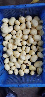 Spezielle Spannungs-Kartoffelwaschmaschine für die Lebensmittelindustrie